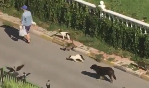 出门被猫狗和鸟包围,在逃迪士尼公主?