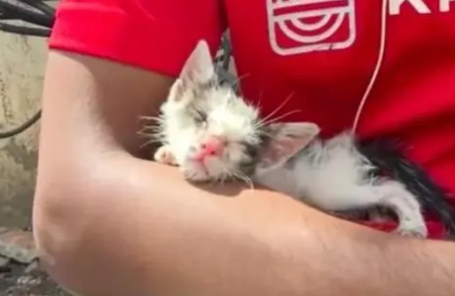 小流浪猫为食物和流浪狗对峙,害怕却不退缩,小伙把它带回家