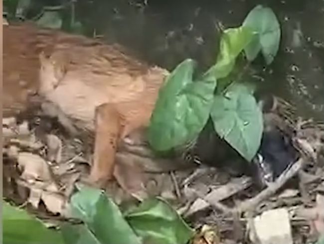 云南民警巡边突遇2米眼镜蛇,马犬忠心护主被咬死,巡边有多危险