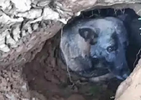 狗主人老奶奶过世后,半年后大家才发现,狗狗原来它从来都没离开过!