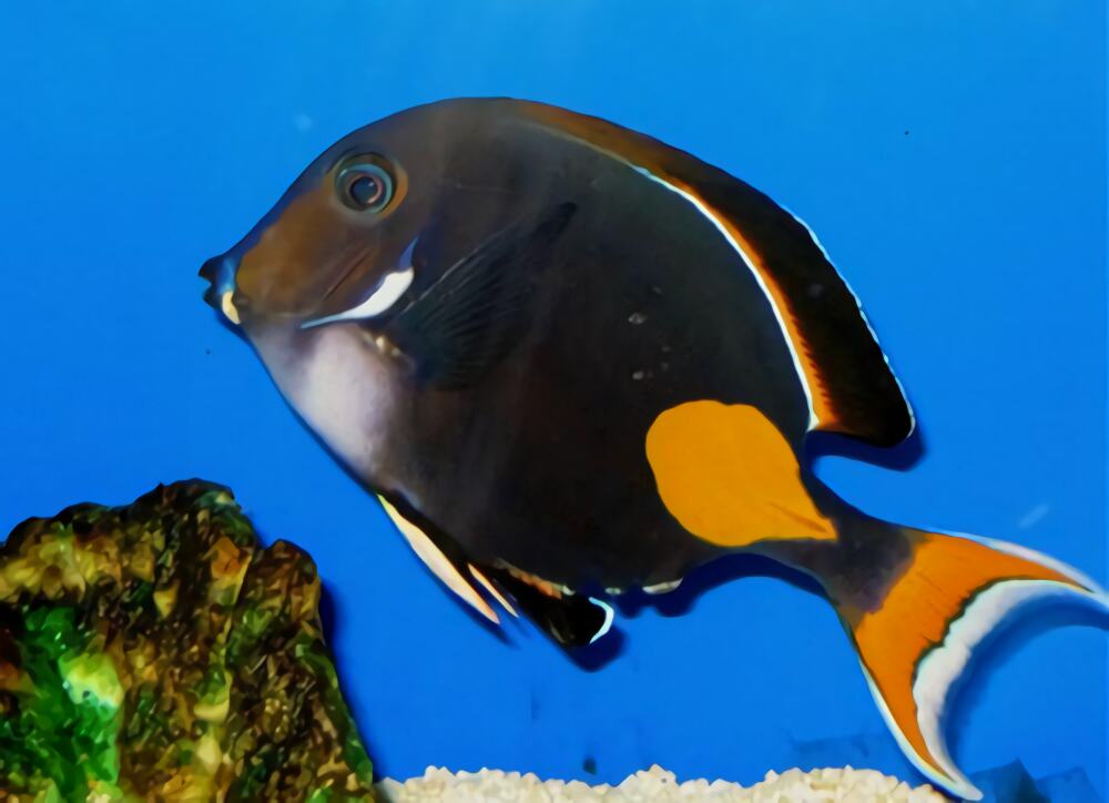 橙棘吊身份信息