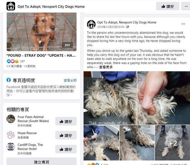 狗狗离世前几小时遭主人抛弃,义工泪崩:临终前它仍不忘寻找主人