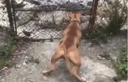 狗狗想进鳄鱼园进攻鳄鱼,主人应急拉住,太可怕了!