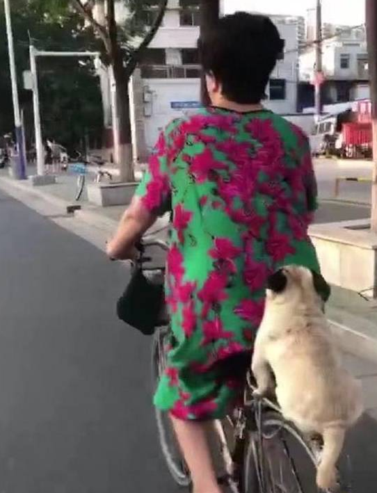 你家狗狗喜欢坐后座吗?这只巴哥犬的表现,萌炸了!
