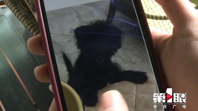 某小区宠物狗接连死亡 警方介入调查