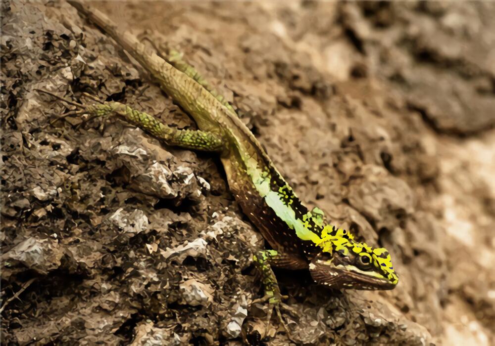 丽纹龙蜥身份信息