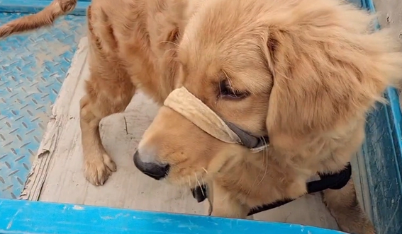 被五花大绑的金毛一到狗市就成焦点,大妈:路上跑了,我上哪撵去