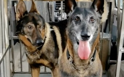 警犬帮忙找到走失3天的男子,被警察奖励一盆鸡腿,汪汪队立大功