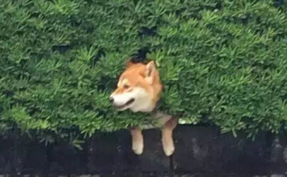 呆萌柴犬在路边被卡住 网友发现被萌坏了