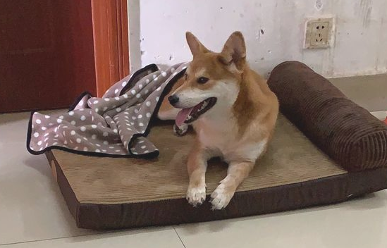 柴犬算是竹子,它刚醒来还要用餐,网民还得带它下馆子