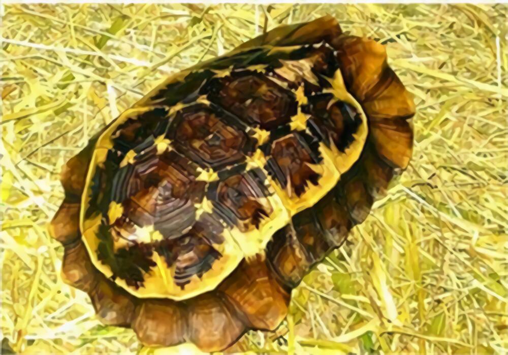 荷叶陆龟身份信息