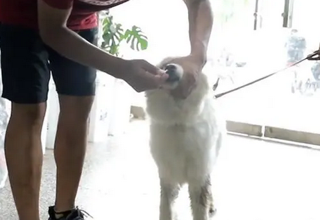 得知萨摩耶患犬瘟，大哥直言把它卖狗肉馆