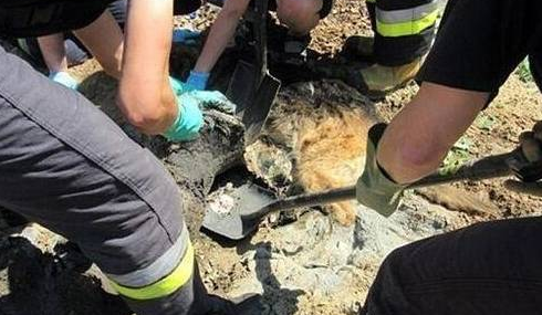 狼犬在路边晒太阳睡觉,结果沥青融化与它“融为一体”,幸得救助