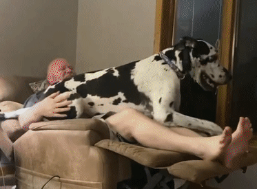 当主人踩到狗vs当狗踩到主人，噗哈哈哈心疼铲屎官！