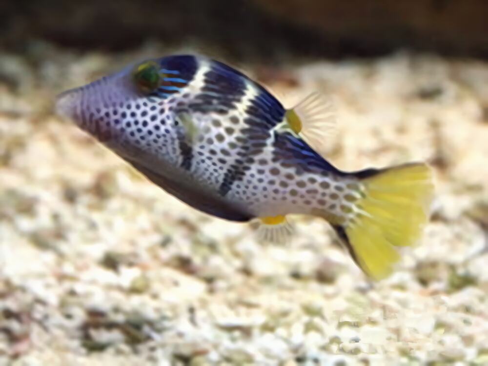 日本婆身份信息