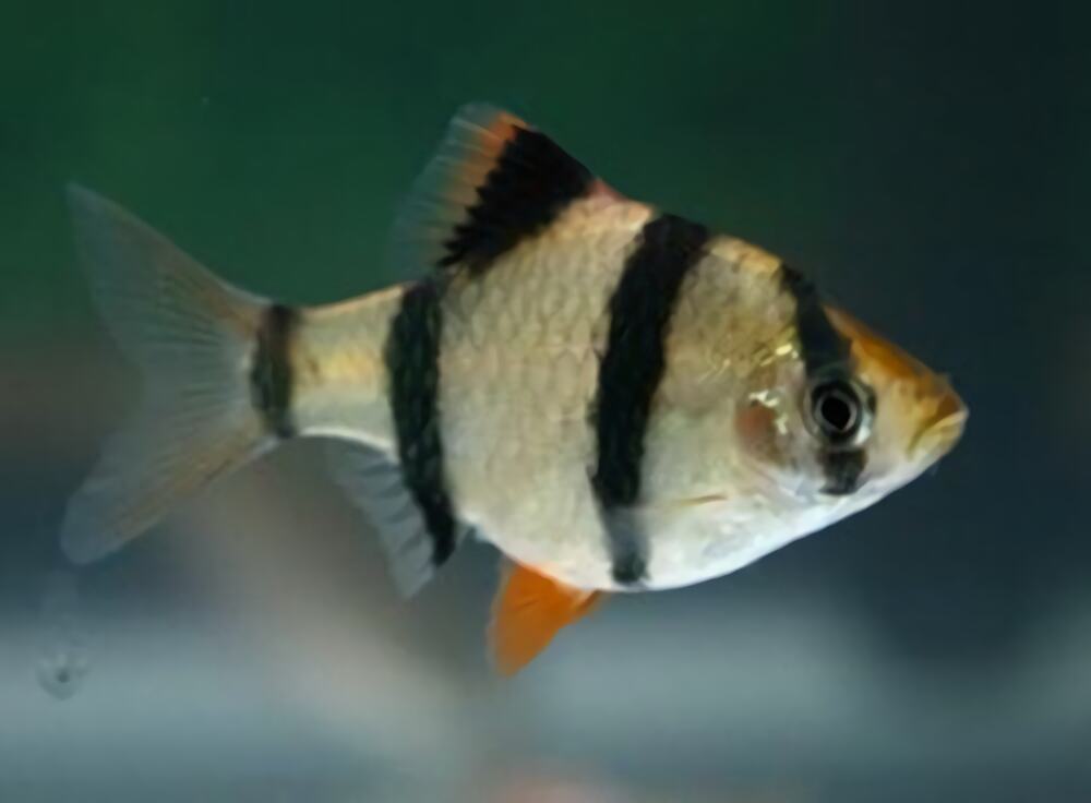 虎皮鱼身份信息