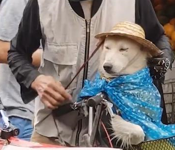 突然下雨了,老爷爷给狗狗戴帽子,老爷爷:可不能淋湿了!