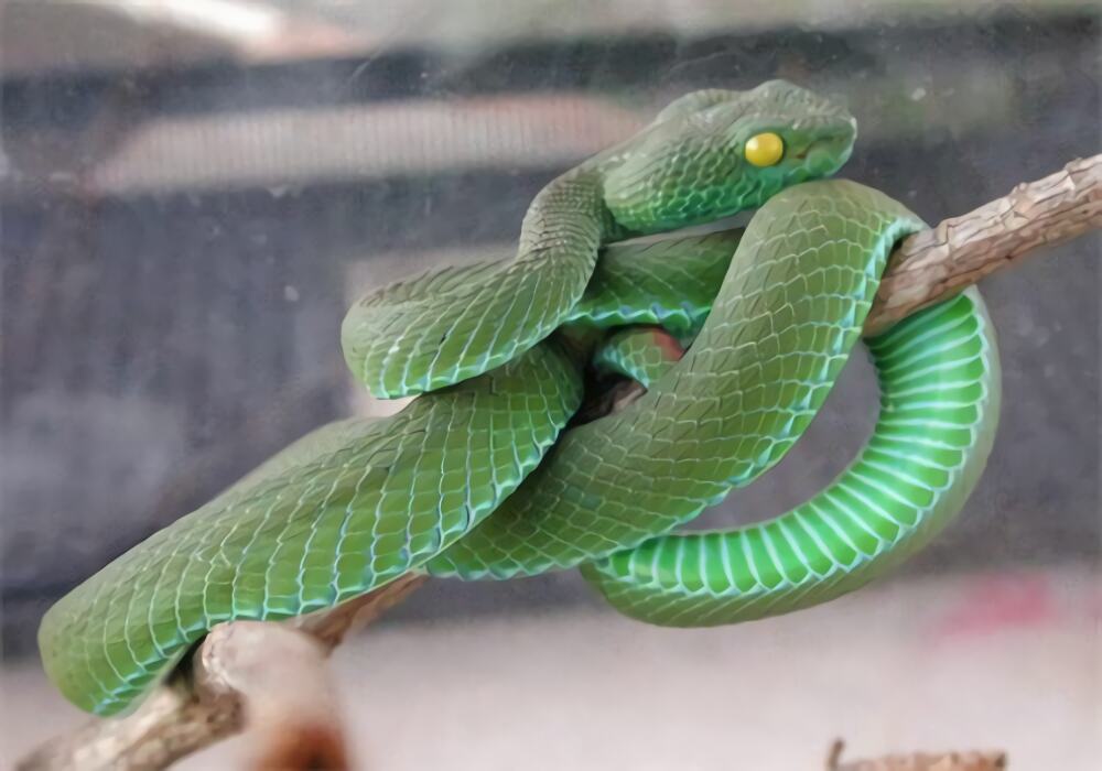 冈氏竹叶青身份信息