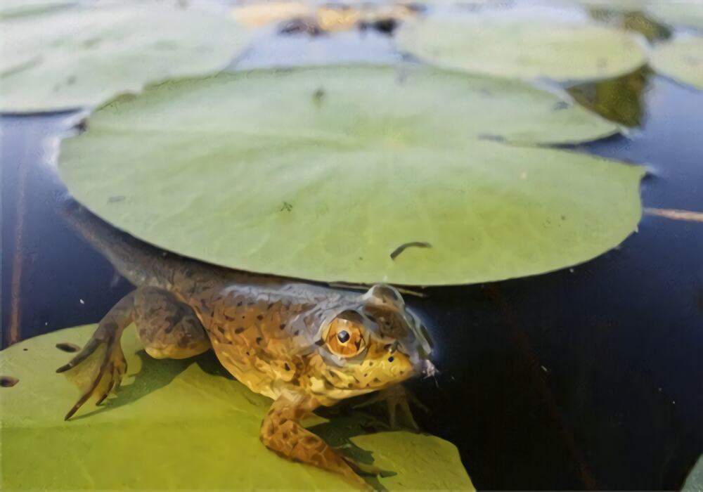 青铜蛙身份信息