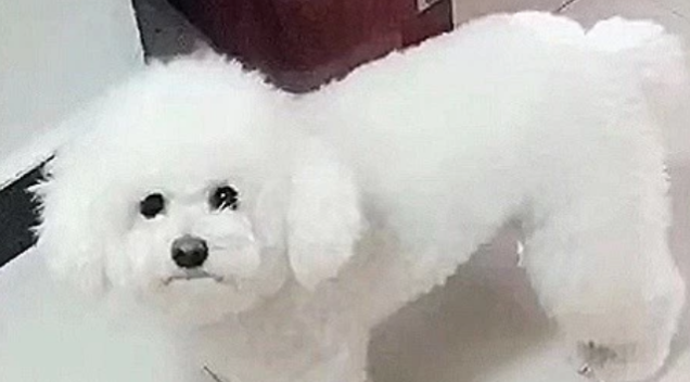 姥姥给小狗剃毛,剃完头推子无电了,比熊一脸无可奈何!