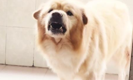 松狮串咬伤训犬师,女主人讲出真实原因:狗曾经被男主人用棍戳过