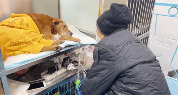 老人养的老狗出车祸,狗狗:为了你,我愿意坚持下去