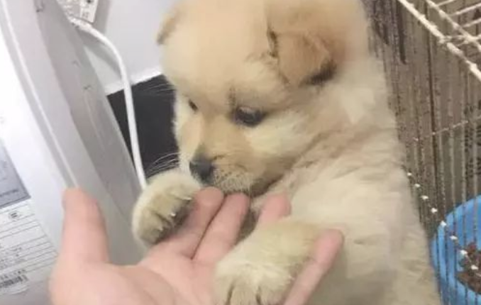 狗狗偷食物品时发觉主人家在自身背后,猛然越来越超憋屈