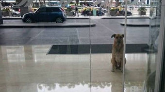 狗狗一眼定情德国空姐 死守饭店打动芳心跟回家