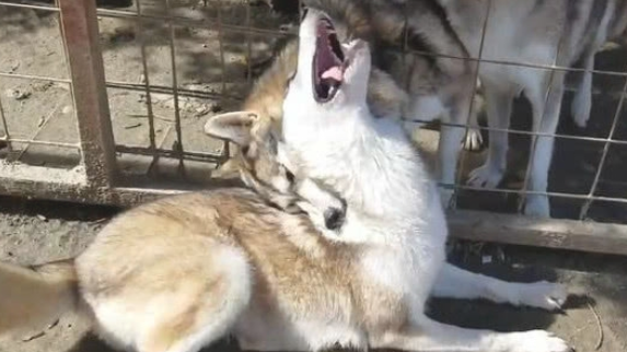 二哈碰到一群狼犬,给我哈哥一个面子