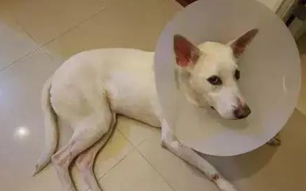 为了更好地给狗狗套上伊丽莎白项圈,铲屎官主人们施展了聪明才智