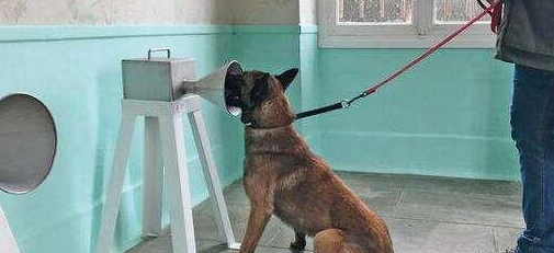 服务犬远不止导盲犬一种，甚至种类繁多