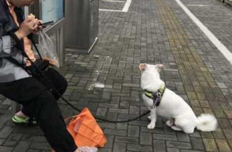 还是有人不知道：遛狗不拴绳，违法！