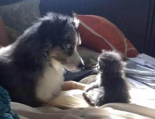 狗狗照顾新生奶猫,紧张到僵硬,直到被小爪子抱住了舌头!