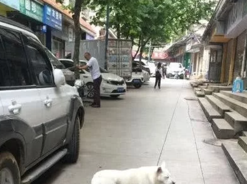 流浪小白狗一下摔了个狗啃泥,这行为女子看的尴尬症都犯了……