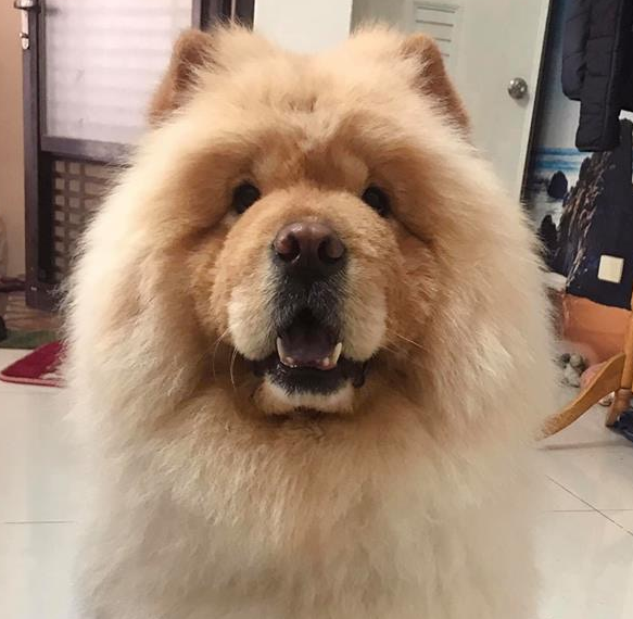 松狮犬太肥被取笑，冼澡后1秒破谣传，下场好尷尬！