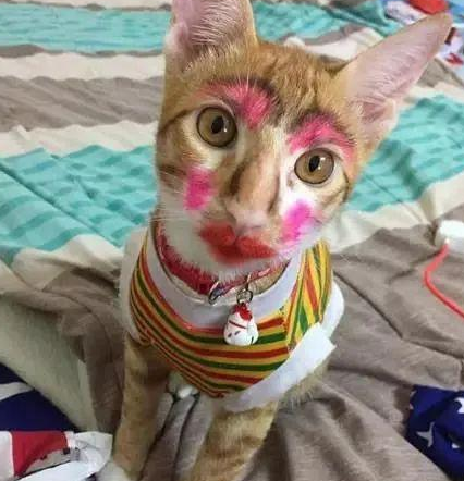 时代变了,现在猫咪的天敌不是狗,而是…
