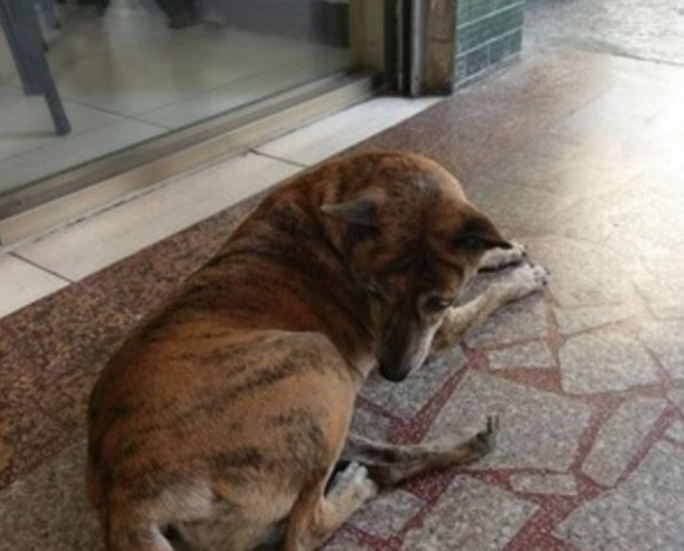 忠犬:虎斑狗狗遭弃4年,每日仍彷徨后巷,盼与前主人相逢
