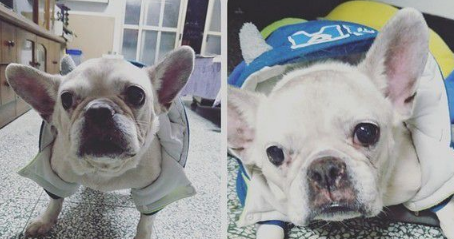 斗牛犬看见疑似前主人的背影 发现认错后失望流泪