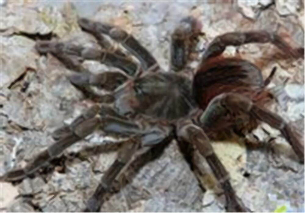 厄瓜多尔棕丝绒身份信息