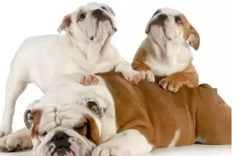 海外斗牛犬常见名Top10,你的小宠物被训话了没有?
