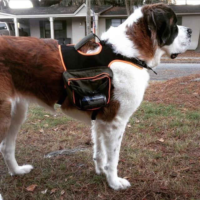 救生犬比人还厉害,特别是重达220斤的巨型犬,凭借本能救人