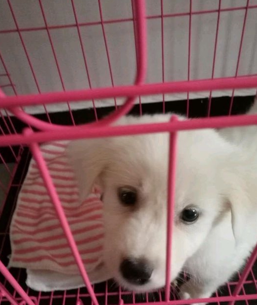 狗狗坐在电梯门口前,却没看到主人,是被遗弃了吧!