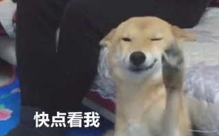 主人有意不理睬柴犬狗狗,柴犬微微一笑,一瞬间把人萌翻了