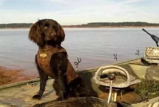 美国境内,斗犬比特已经过时,一种羊头狗身的猛犬,已成第一猛犬