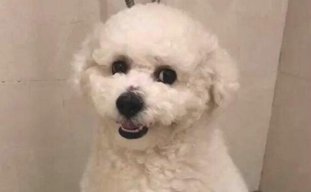 狗狗冼澡像被点穴术,整个过程一动不动