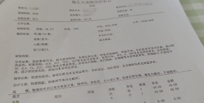 海口一宠物狗寄养期间死亡,狗主人索赔5万元 店家:刚出院就送来宠物店