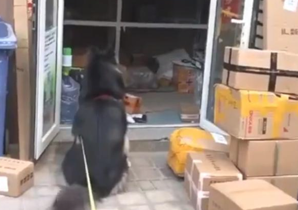阿拉斯加犬赖上快递小哥，日夜兼程等投喂，铲屎官：究竟到底是谁主人家？
