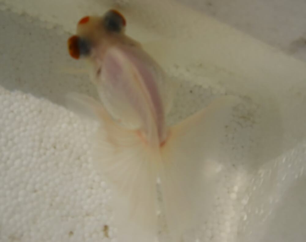 玛瑙眼身份信息