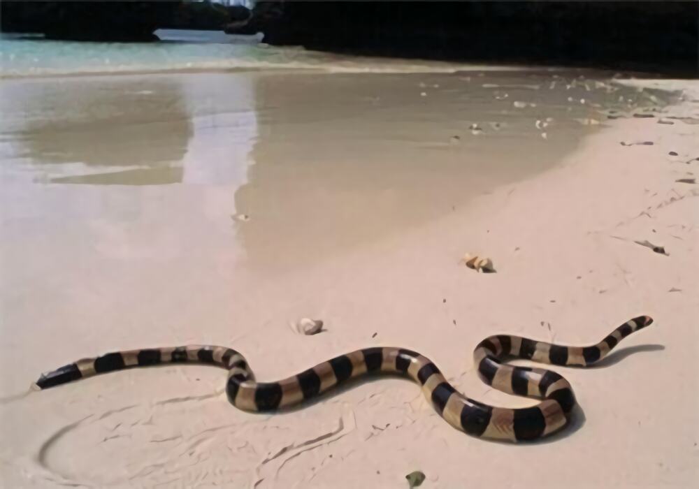 灰蓝扁尾海蛇身份信息