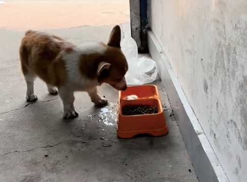 狗狗吃饭前先把水往狗粮里拱,然后才开吃!狗:太硬了,水泡一下